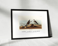 John James Audubon - Ring Plover from Birds of America (1827)