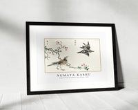 Numata Kashu - Dosky Thrush and Japanese Grey Thrush illustration from Pictorial Monograph of Birds (1885)