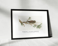 Robert Jacob Gordon - Chamaeleo namaquensis Namaqua chameleon (1777–1786)