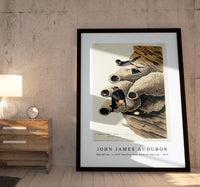 John James Audubon - Republican, or Cliff Swallow from Birds of America (1827)