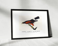 John James Audubon - Louisiana Hawk from Birds of America (1827)