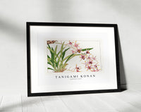 Tanigami Konan - Cymbidium orchid