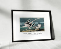 John James Audubon - Tropic Bird from Birds of America (1827)