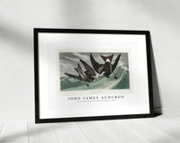 John James Audubon - Fork-tailed Petrel from Birds of America (1827)