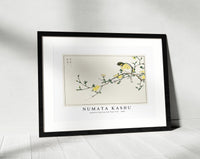 Numata Kashu - Japanese Bunting and Plum Tree illustration from Pictorial Monograph of Birds (1885)