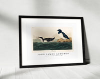 John James Audubon - Little Auk from Birds of America (1827)