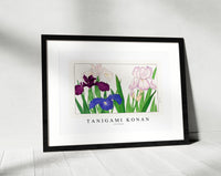 Tanigami Konan - Iris flower