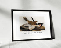 John James Audubon - Towhee Bunting (1812)