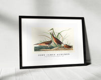 John James Audubon - Virginia Rail from Birds of America (1827)