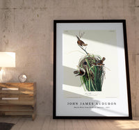 John James Audubon - Marsh Wren from Birds of America (1827)