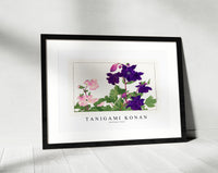 Tanigami konan - Aquilegia flower