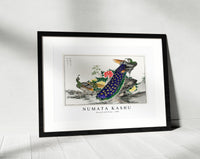 Numata Kashu - Peacock and Peony illustration from Pictorial Monograph of Birds (1885)