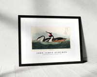 John James Audubon - Crested Grebe from Birds of America (1827)