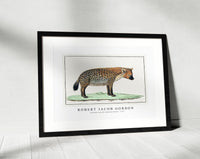 Robert Jacob Gordon - Crocuta crocuta spotted Hyena (1777)