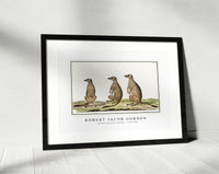 Robert Jacob Gordon - Suricata suricatta meerkats (1773–1780)
