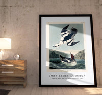 John James Audubon - Smew or White Nun from Birds of America (1827)