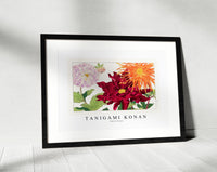 Tanigami konan - Dahlia flower