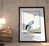 Robert Jacob Gordon - Grus carunculatus Bugeranus carunculatus wattled crane (1777–1786)