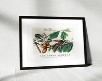 John James Audubon - Yellow-billed Cuckoo from Birds of America (1827)