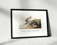 John James Audubon - Bartram Sandpiper from Birds of America (1827)