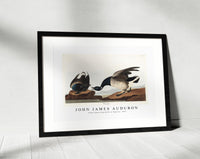 John James Audubon - Brant Goose from Birds of America (1827)