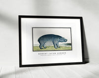 Robert Jacob Gordon - Hippopotamus amphibius capensis Hippopotamus (ca.1777)