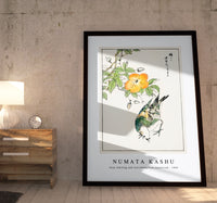 Numata Kashu - Grey Starling and Cercidiphyllum Japonicum illustration from Pictorial Monograph of Birds (1885)