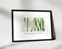 Tanigami Konan - Orchid flower