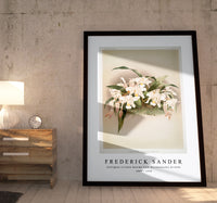 Frederick Sander - Coelogyne cristata maxima from Reichenbachia Orchids-1847-1920