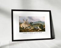 John James Audubon - Arctic Hare (ca. 1841)