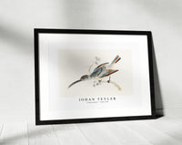 Johan Teyler - Hummingbird (1688-1698)