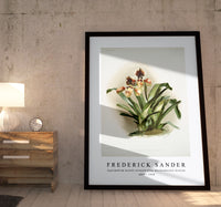 Frederick Sander - Cypripedium boxalli atratum from Reichenbachia Orchids -1847-1920