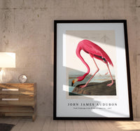 John James Audubon - Pink Flamingo from Birds of America (1827)