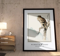 Numata Kashu - Black-eared Kite illustration from Pictorial Monograph of Birds (1885)