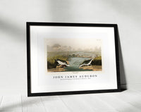 John James Audubon - Spotted Sandpiper from Birds of America (1827)