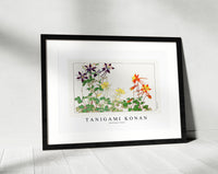 Tanigami Konan - Aquilegia flower