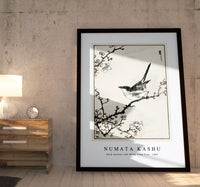 Numata Kashu - Bush-warbler and White Plum Tree illustration from Pictorial Monograph of Birds (1885)