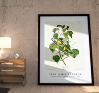 John James Audubon - Hemlock Warbler from Birds of America (1827)