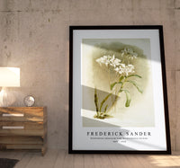 Frederick Sander - Dendrobium Johnsoniæ from Reichenbachia Orchids-1847-1920