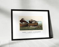 John James Audubon - Long-tailed Duck from Birds of America (1827)