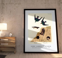 John James Audubon - Bank Swallow and Violet-green Swallow from Birds of America (1827)