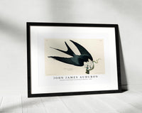 John James Audubon - Swallow-tailed Hawk from Birds of America (1827)