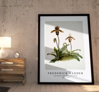 Frederick Sander - Cypripedium (hybridum) pollettianum-1847-1920