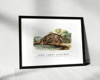 John James Audubon - Ocelot or Leopard-Cat (Felis pardalis) from the viviparous quadrupeds of North America (1845)