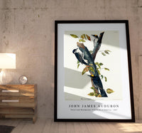 John James Audubon - Three-toed Woodpecker from Birds of America (1827)