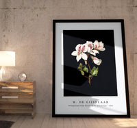 M. de Gijselaar - Pelargonium album bicolor by M. de Gijselaar(1830)