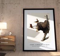 John James Audubon - House Wren from Birds of America (1827)