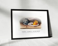 John James Audubon - Mouse (Mus-musculus) from the viviparous quadrupeds of North America (1845)