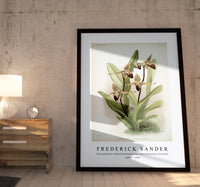 Frederick Sander - Cypripedium rothschildianum from Reichenbachia Orchids-1847-1920