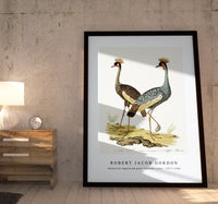 Robert Jacob Gordon - Balearica regulorum grey crowned crane (1777–1786)